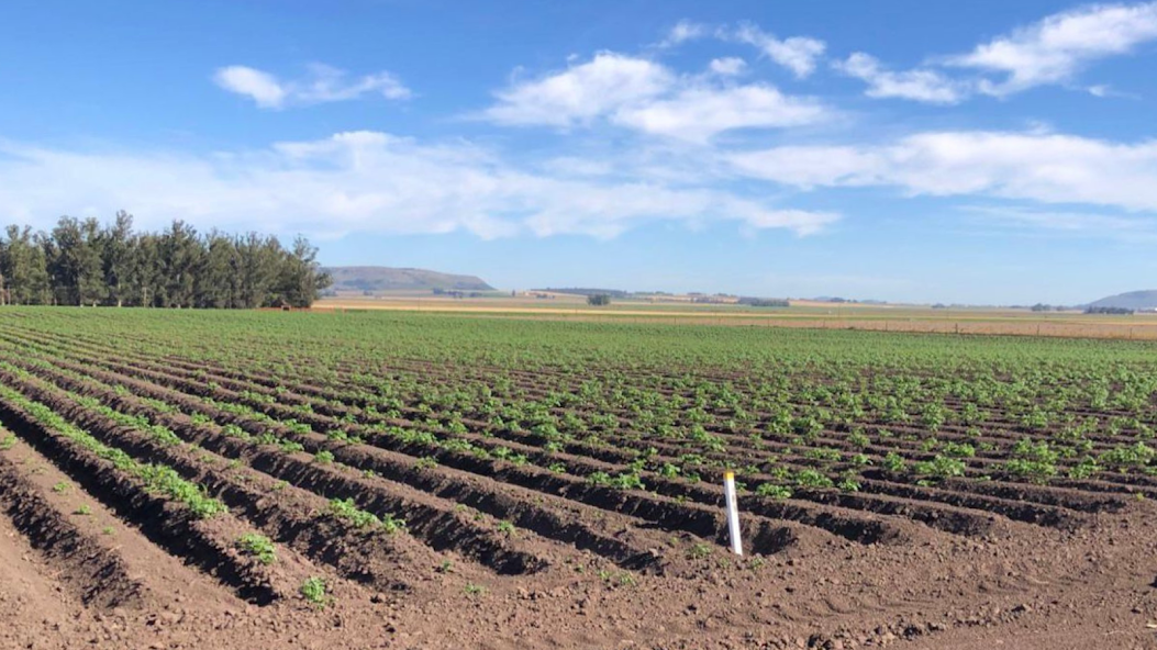 Se lanzó ZEBA, un acondicionador de suelo para la producción de papa.