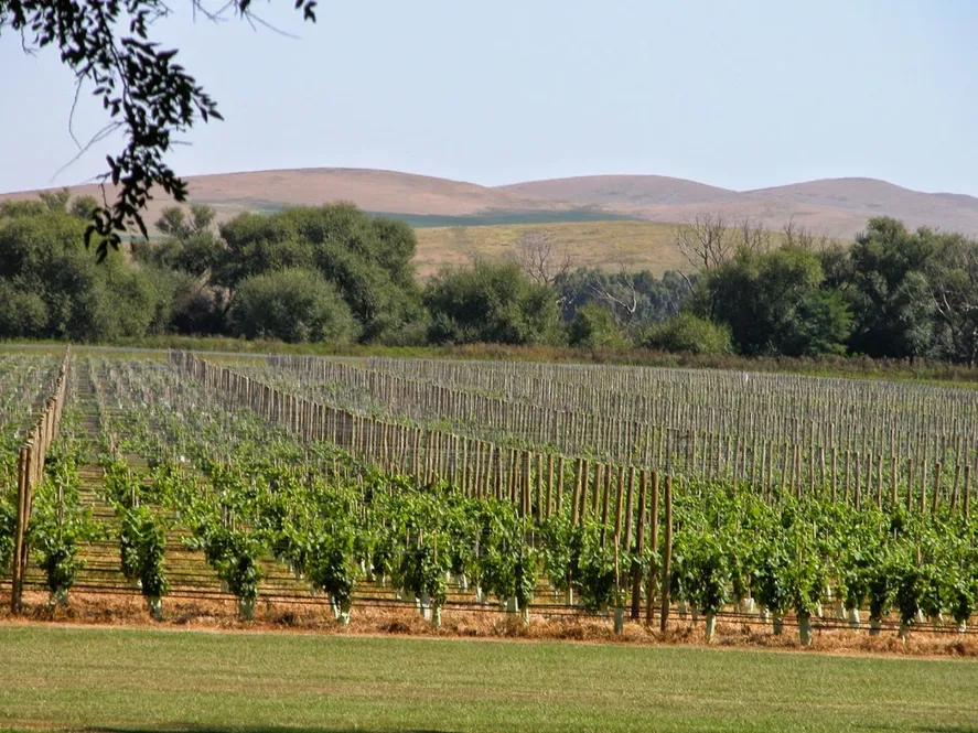 Buscan promover la producción vitivinícola bonaerense
