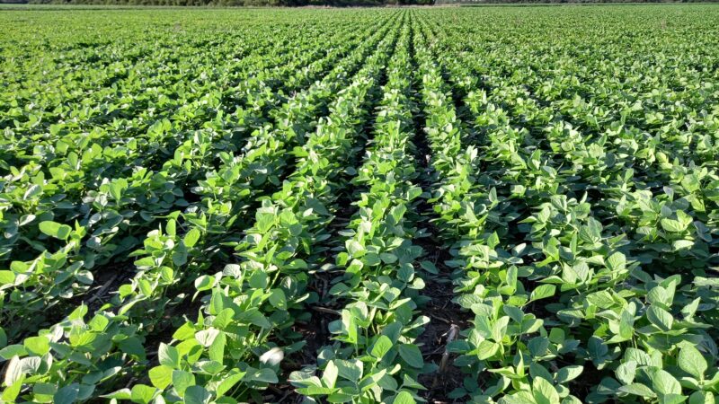 Las Bolsas de Comercio y Cereales rechazaron tasa mínima para financiar a productores de soja