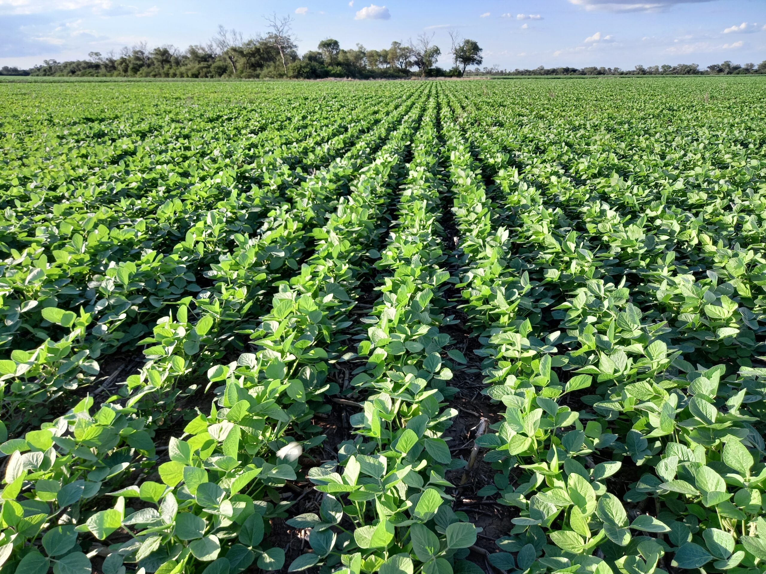 Las Bolsas de Comercio y Cereales rechazaron tasa mínima para financiar a productores de soja