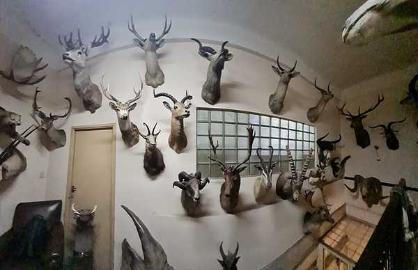En un fábrica de chocolates decomisan una colección de animales taxidermizados