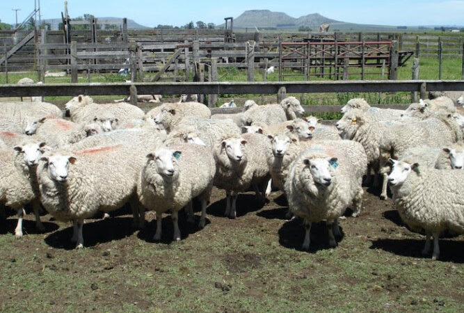 La faena ovina creció 54 por ciento en la provincia de Buenos Aires