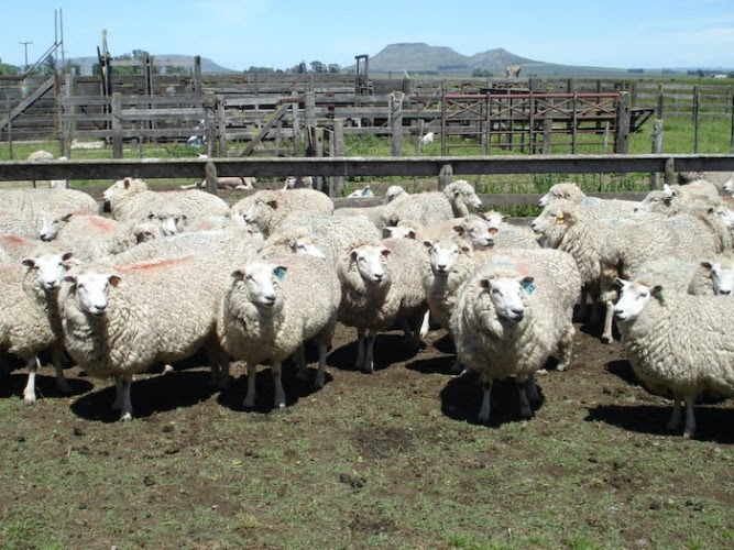La faena ovina creció 54 por ciento en la provincia de Buenos Aires