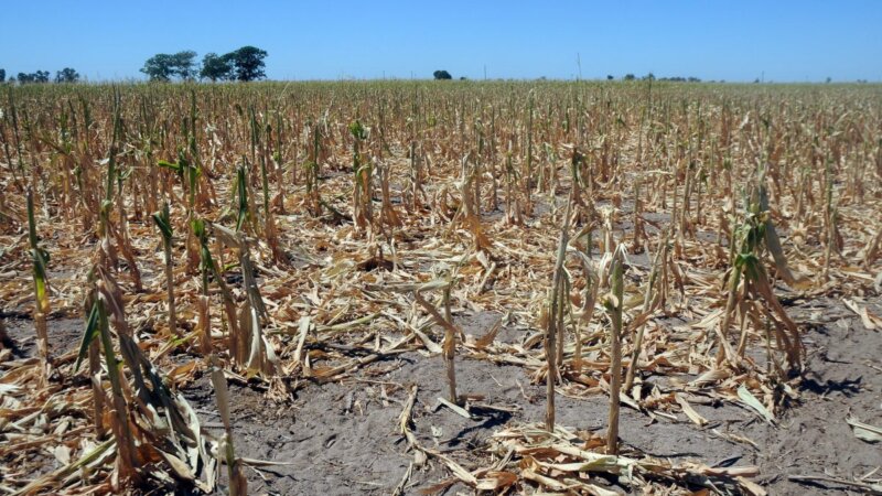 Por la sequía, cae la producción de trigo en los campos bonaerenses