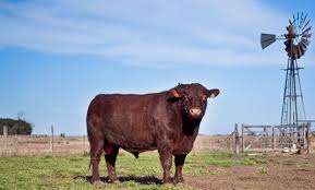 Unión Económica Euroasiática recibirá genética bovina argentina