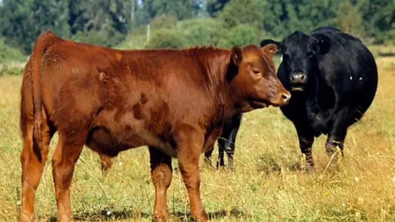 Las carnes bovinas sin hueso de la Argentina serán exportadas a Serbia