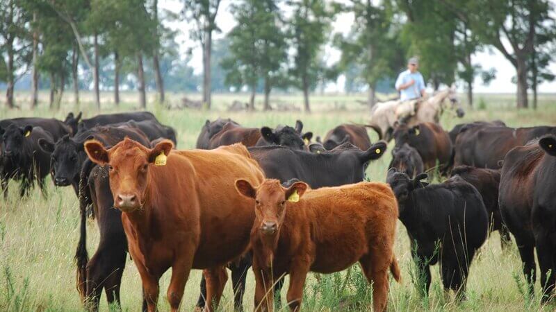 Enfermedades que causan aborto en rodeos para carne