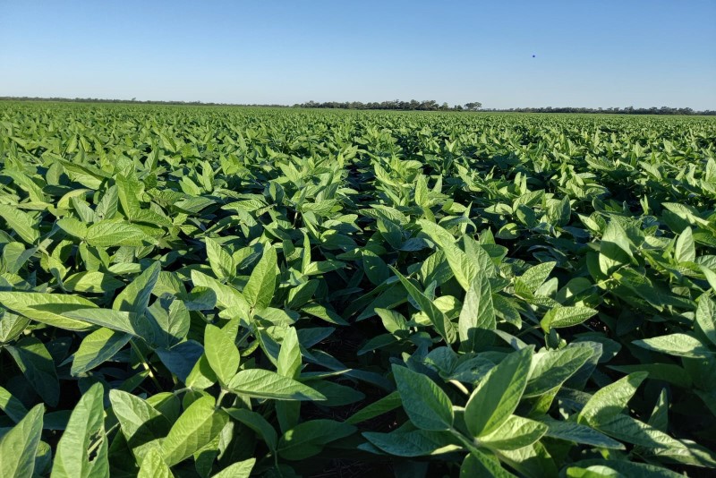 Presentan el mapa nacional de cultivos intensivos