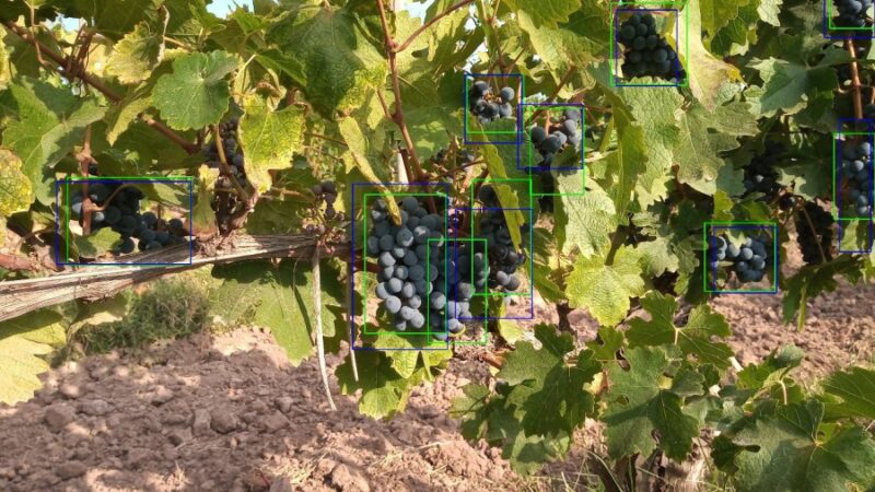 Vid: Aplican inteligencia artificial para mejorar el pronóstico de cosecha