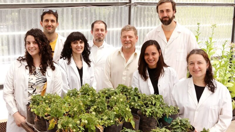 Estudian el «balance redox» en las plantas