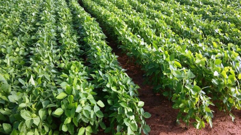 Avanza a paso sostenido la siembra de soja