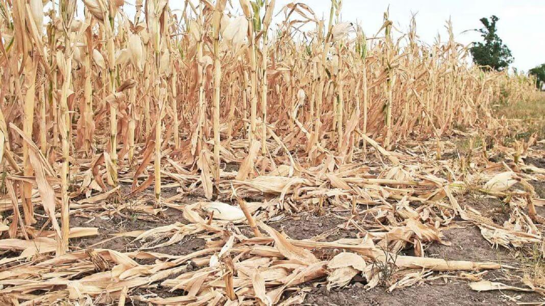 Por la sequía, los campos bonaerenses entran en emergencia