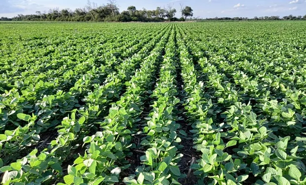 Avanza la siembra de soja en el centro del área agrícola