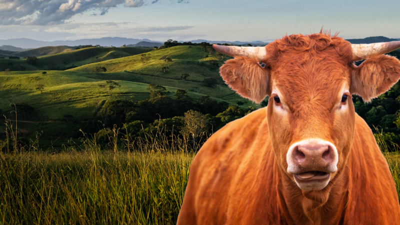 Reiteran la importancia de prevenir el estrés por calor en bovinos