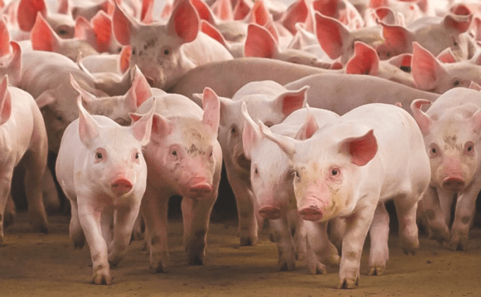 Abren convocatoria a líneas de financiamiento para el sector porcino