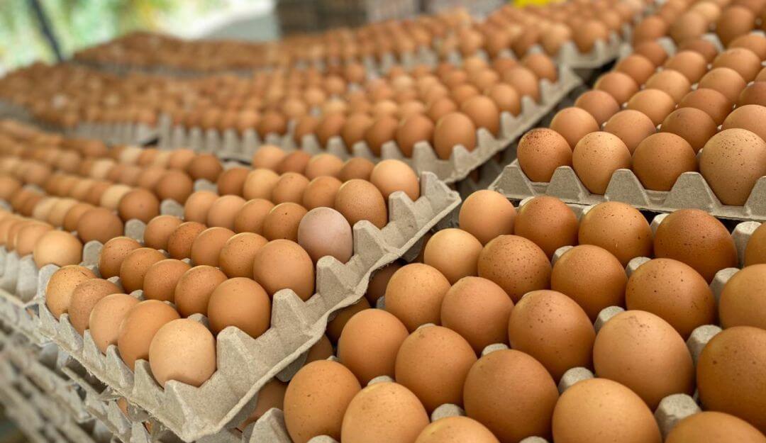 Creció el consumo de huevos en la Argentina