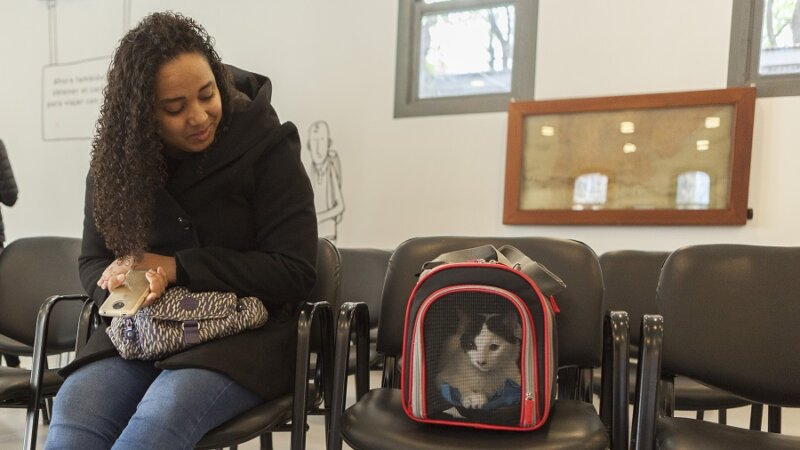 Más de 50 mil mascotas viajaron con su CVI habilitado (con video)