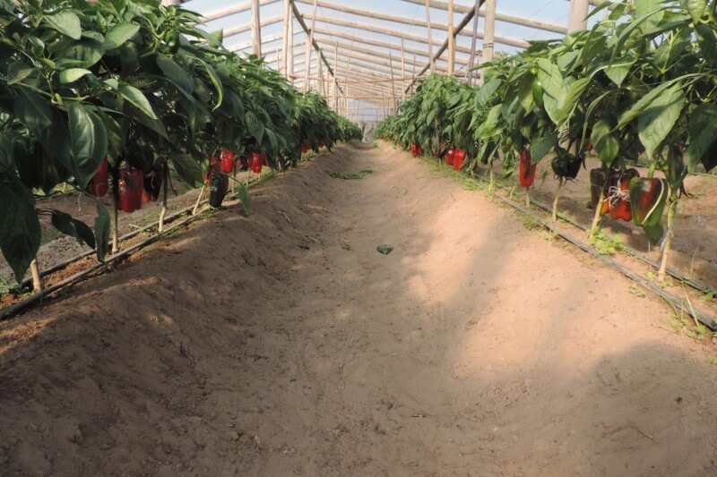 El INTA recomienda como diseñar la huerta para evitar estrés por calor