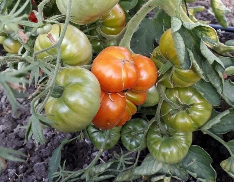 La Estación Experimental Gorina, sede de la 18° Fiesta del Tomate platense