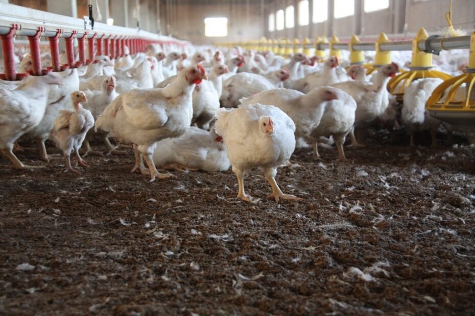 Influenza aviar o gripe de las aves en la Argentina