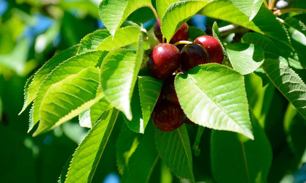 Exportan cerezas desde el sur de la Patagonia a Estados Unidos, China y Canadá