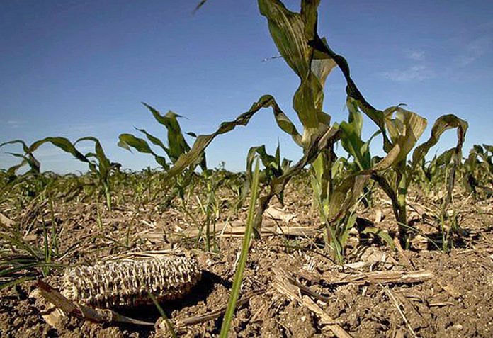 Sequía: las exportaciones podrían caer más de 14 mil millones de dólares