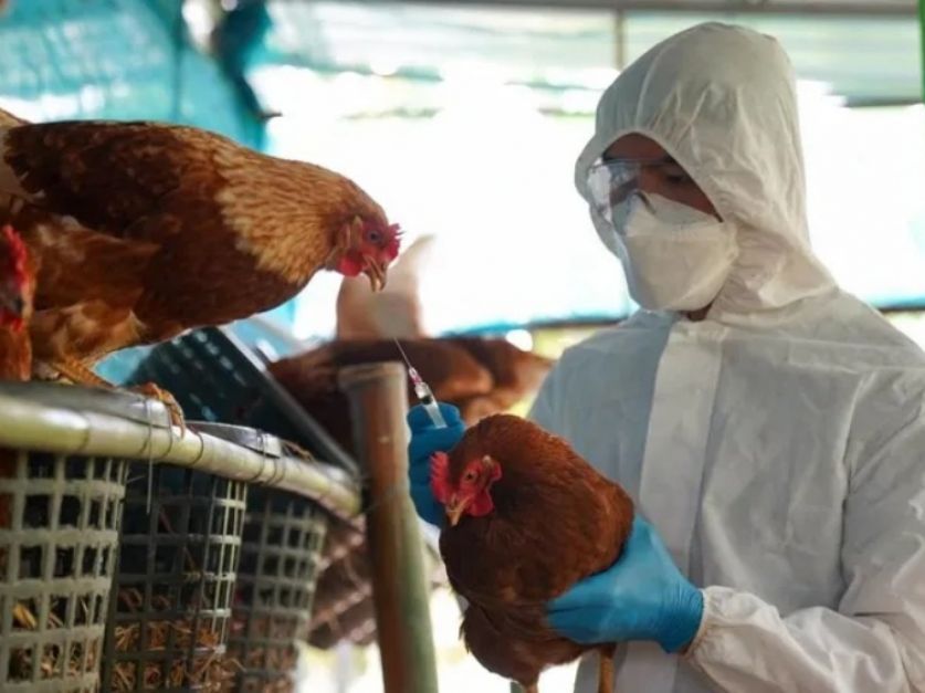 El Centro de Empresas Procesadoras Avícolas(CEPA) expuso su posición respecto a la vacunación contra la Influenza Aviar