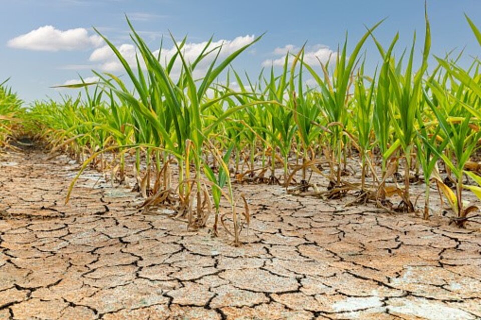Prorrogan la emergencia agropecuaria en la provincia de Buenos Aires por la sequía