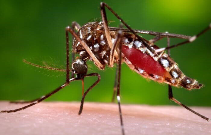 El gobierno bonaerense alerta sobre casos de Dengue