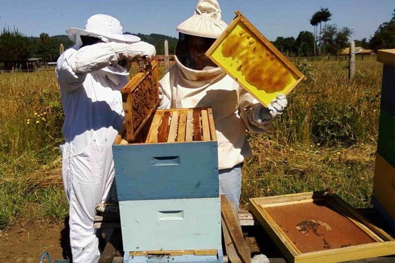 Buenos Aires: creció la actividad apícola