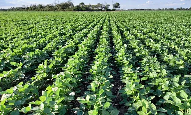 Se completó el  plazo del Programa de Incremento Exportador del Complejo de Soja(con video)