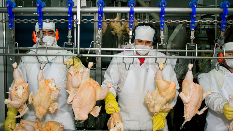 Vietnam habilitó exportación de carne aviar desde la Argentina