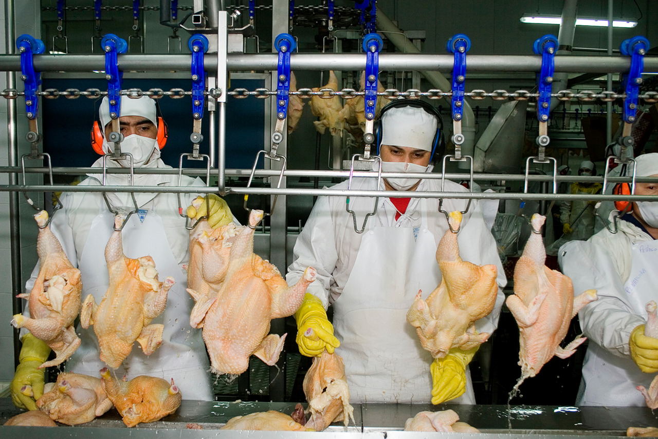 Vietnam habilitó exportación de carne aviar desde la Argentina