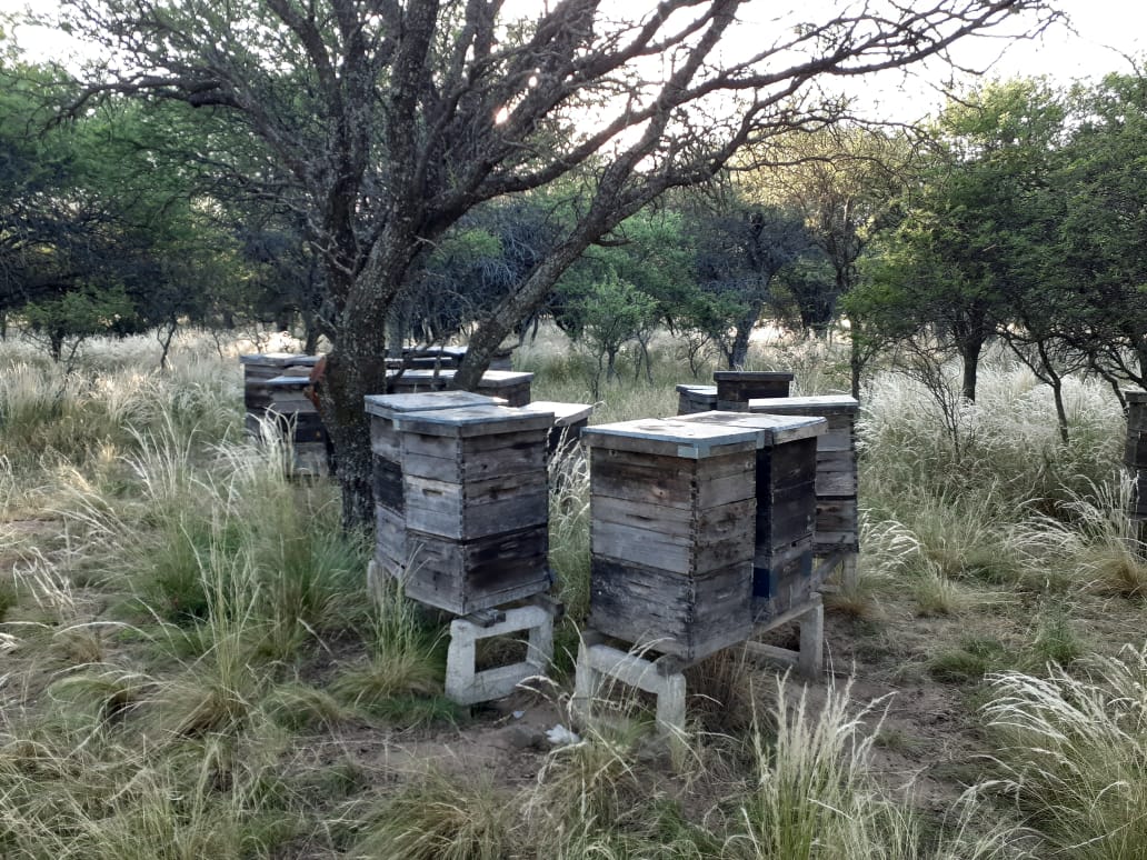 Senasa prohíbe el uso de productos formulados que contengan Fipronil