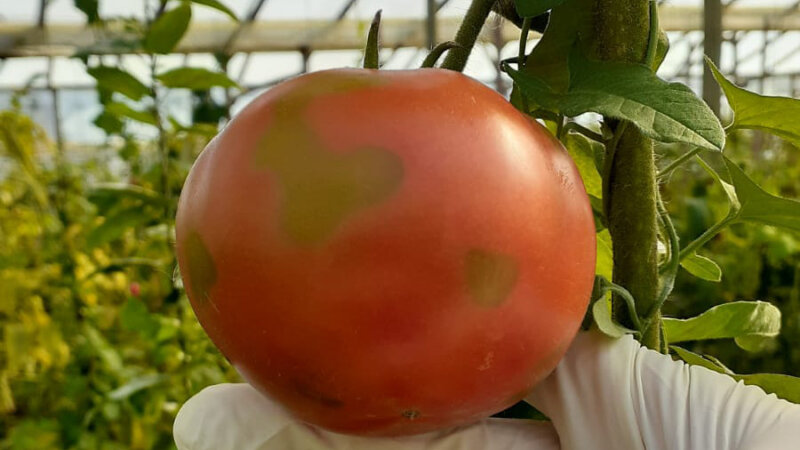 El Senasa detectó virus rugoso del tomate (con video)