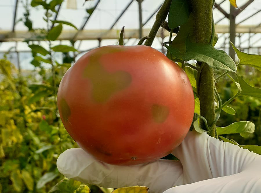El Senasa detectó virus rugoso del tomate (con video)