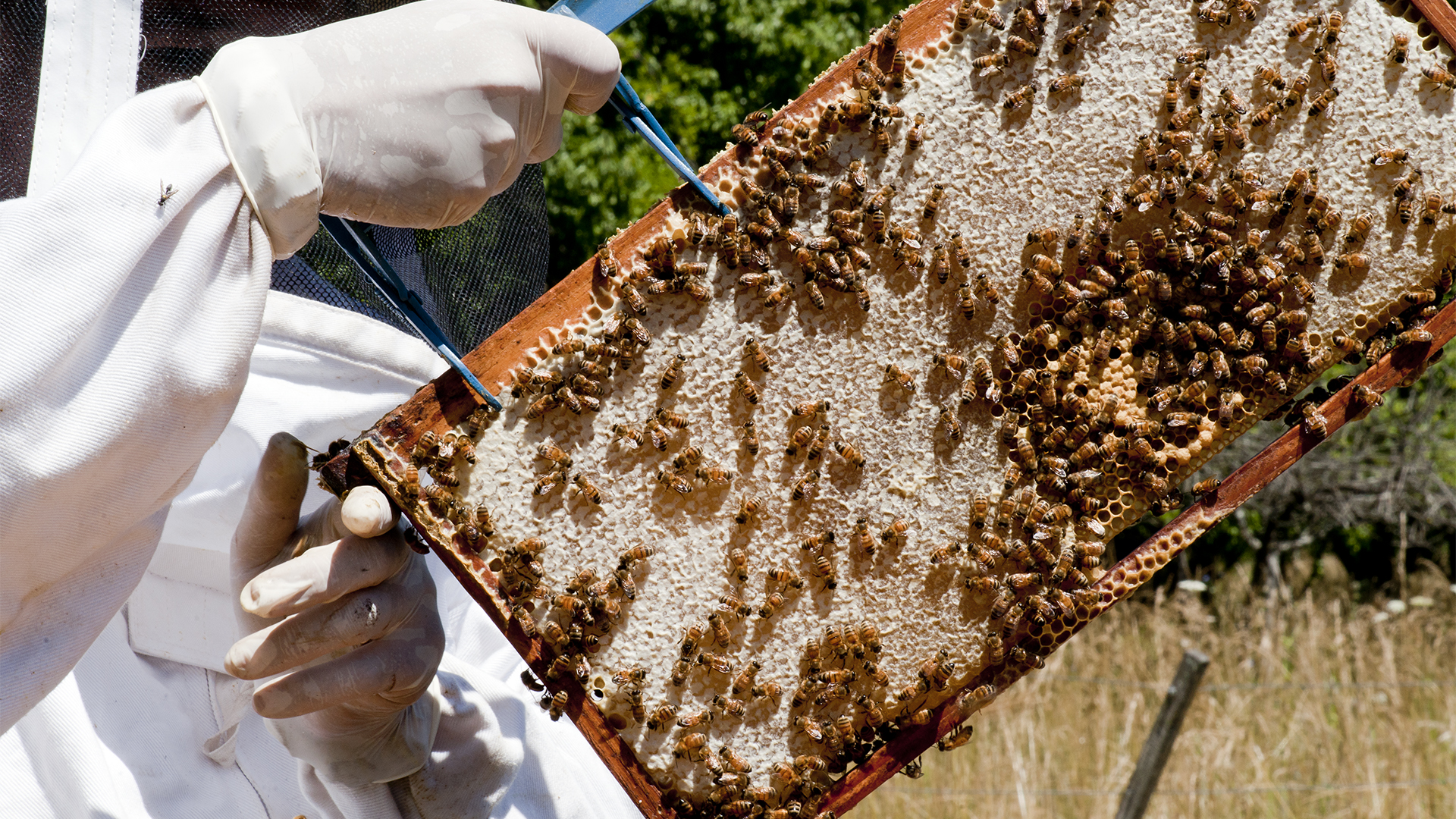 El Senasa analizó la situación del Pequeño Escarabajo de las Colmenas