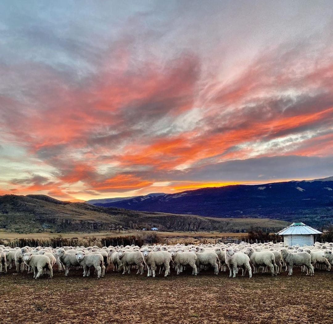Recomendaciones para el bienestar animal durante el invierno
