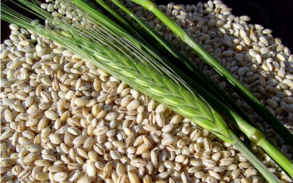 México reabre el mercado de cebada en grano originario de la Argentina