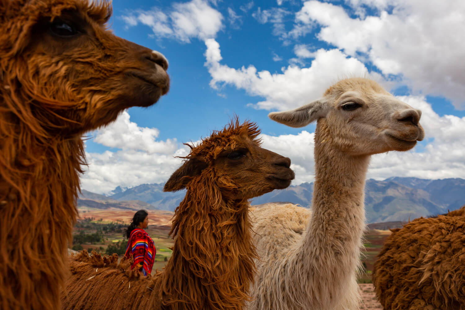 Perú: planes imperdibles para conmemorar el Dia Nacional de la Alpaca