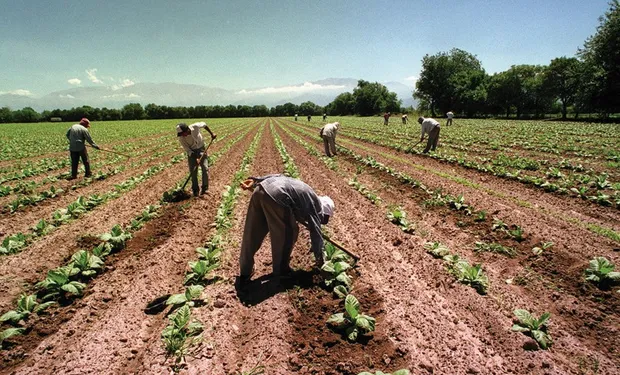 Conocé el salario mínimo de los trabajadores de actividades agrarias