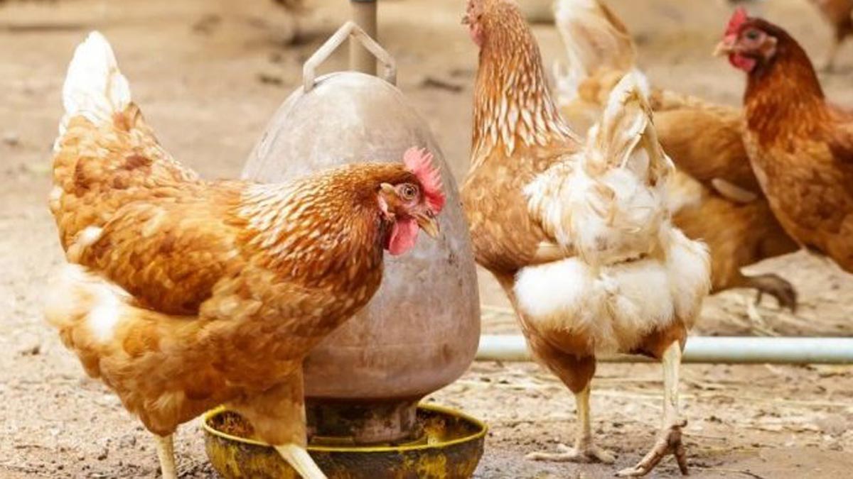 Influenza Aviar: los exportadores esperan normalizar exportaciones en 15 dias