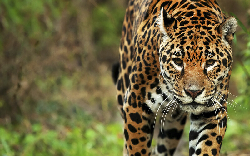 Argentina y  Brasil  trabajan para la conservación y el combate al tráfico del yaguareté