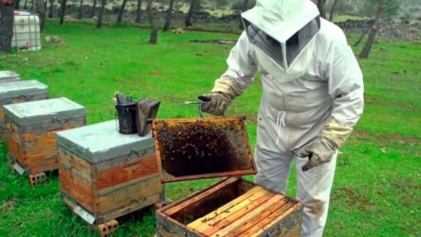 Buscan impulsar las exportaciones del sector apícola bonaerense