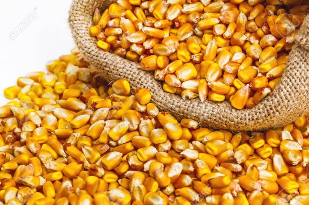 Entregarán fertilizantes a productores de trigo y maíz