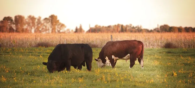 Senasa lidera el monitoreo de la distribución de patógenos en animales