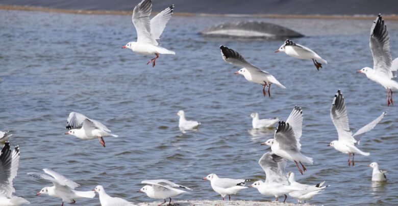 En el Día Mundial de los Océanos: tomar conciencia es sinónimo de protegerlos