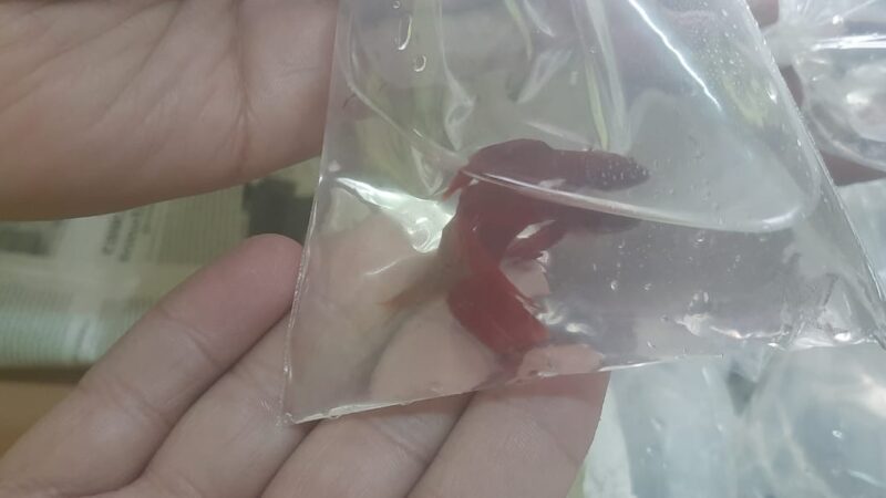 Encontrando a Nemo: Gendarmería rescató 300 peces en un micro de larga distancia