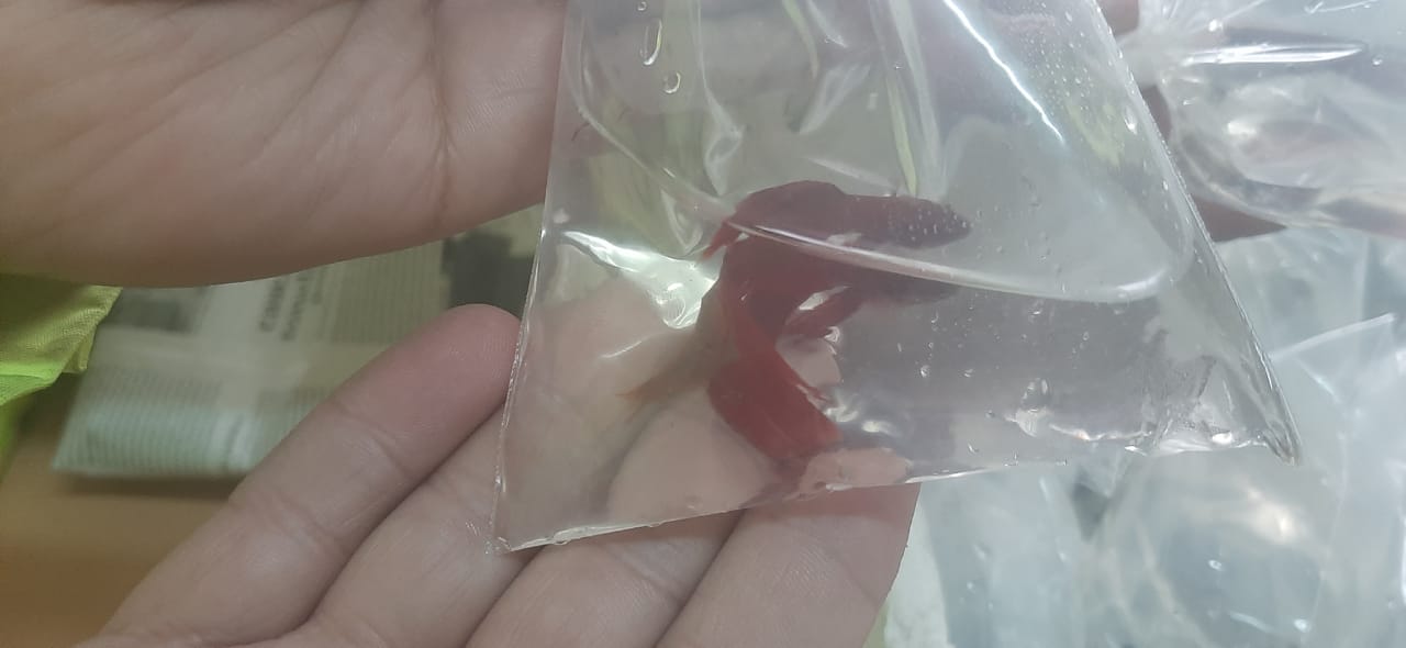 Encontrando a Nemo: Gendarmería rescató 300 peces en un micro de larga distancia