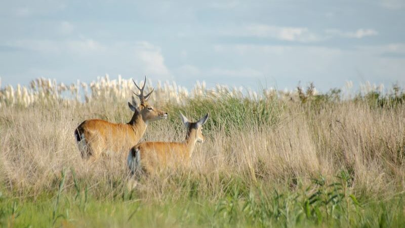Robots monitorean Venados de las Pampas en peligro de extinción